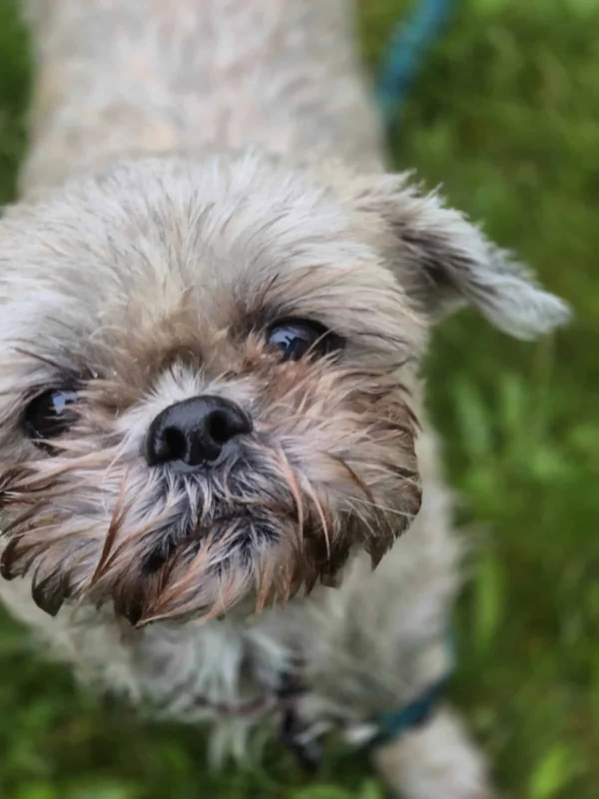 Koko, Mixed Breed (Fundacja EkoStraż)