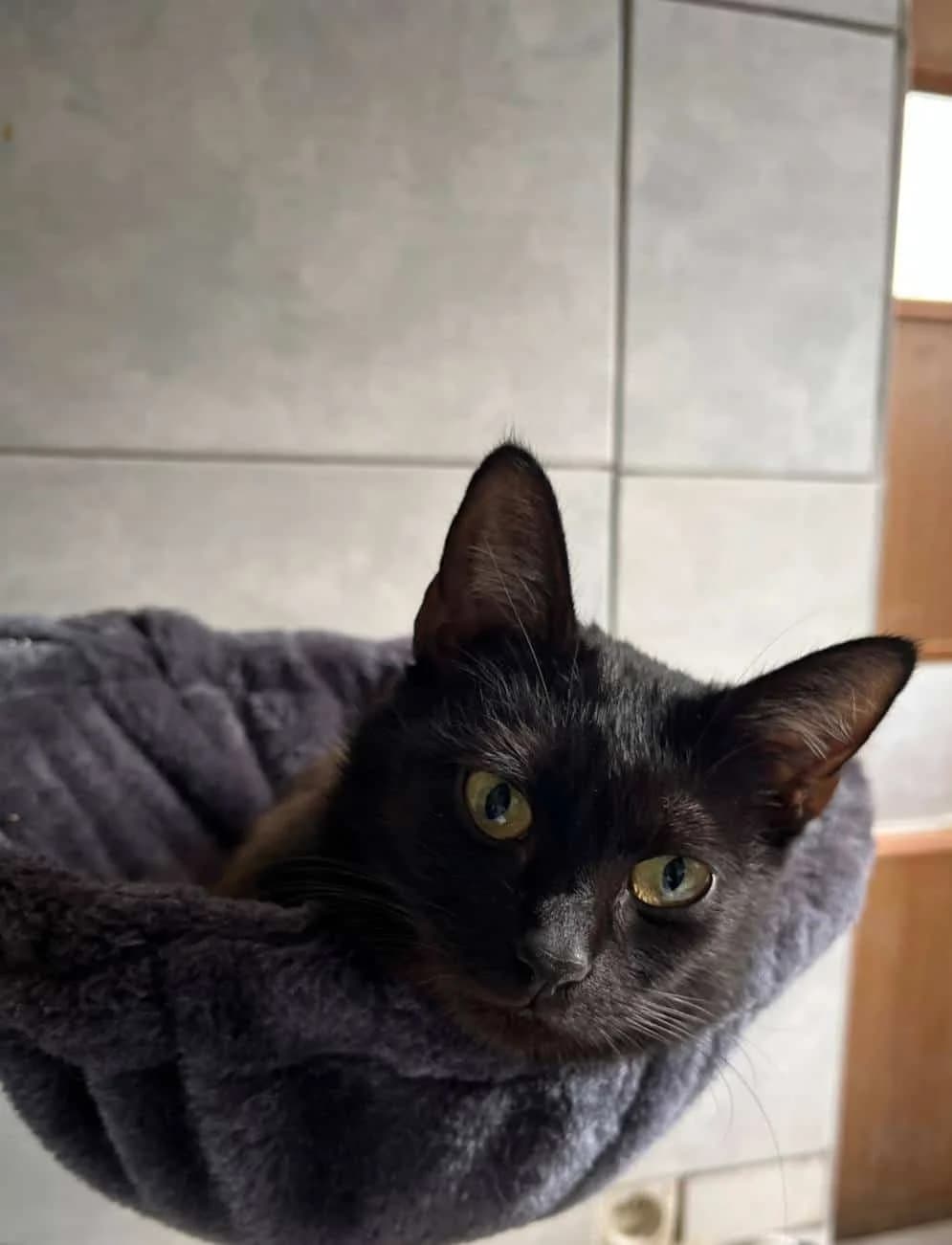 Afrodyta, Mixed Breed (Fundacja EkoStraż)
