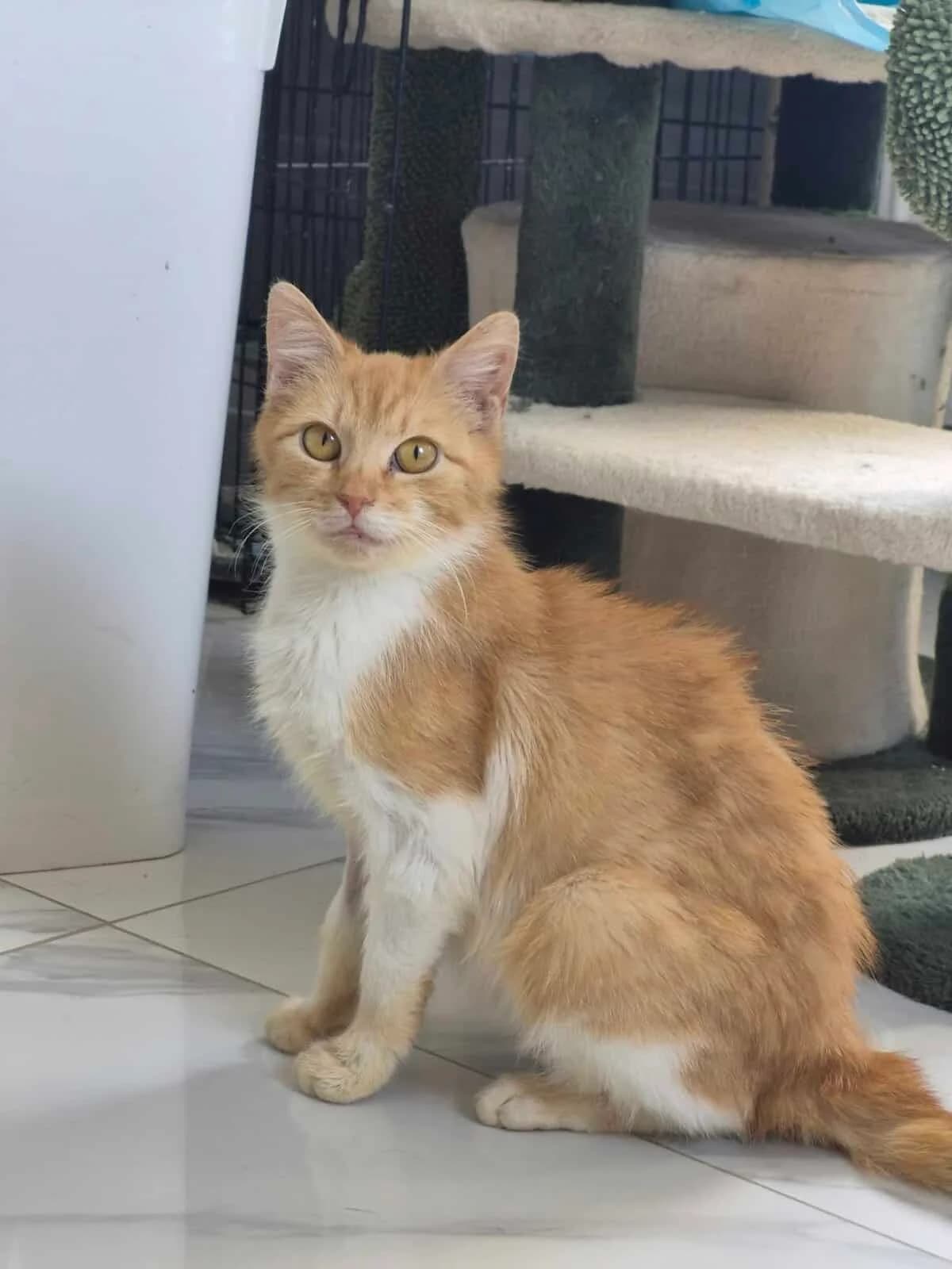 Ginger, Mixed Breed (Fundacja EkoStraż)
