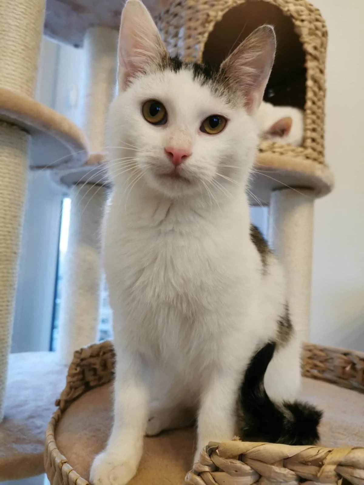Uszek, Mixed Breed (Fundacja EkoStraż)