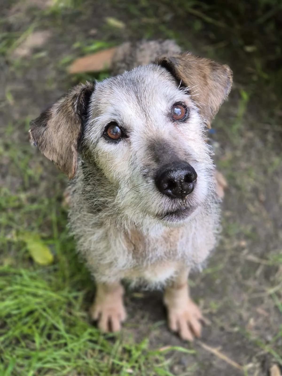 Mika, Mixed Breed (Fundacja EkoStraż)