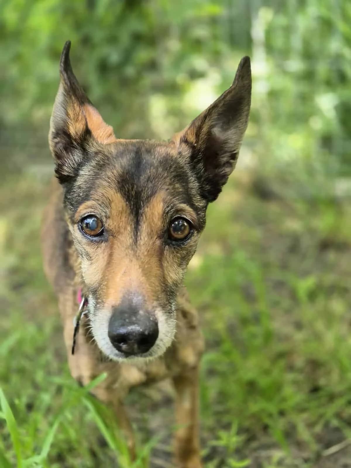 Muszka, Mixed Breed (Fundacja EkoStraż)