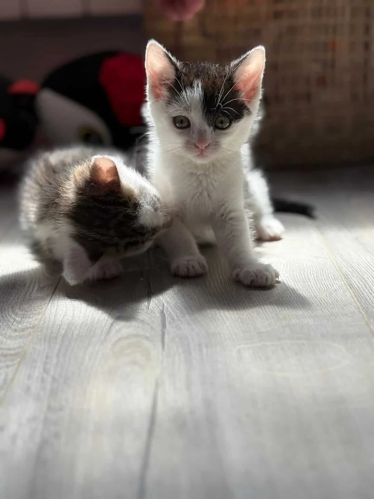 Kiki i Koko, Mixed Breed (Fundacja EkoStraż)