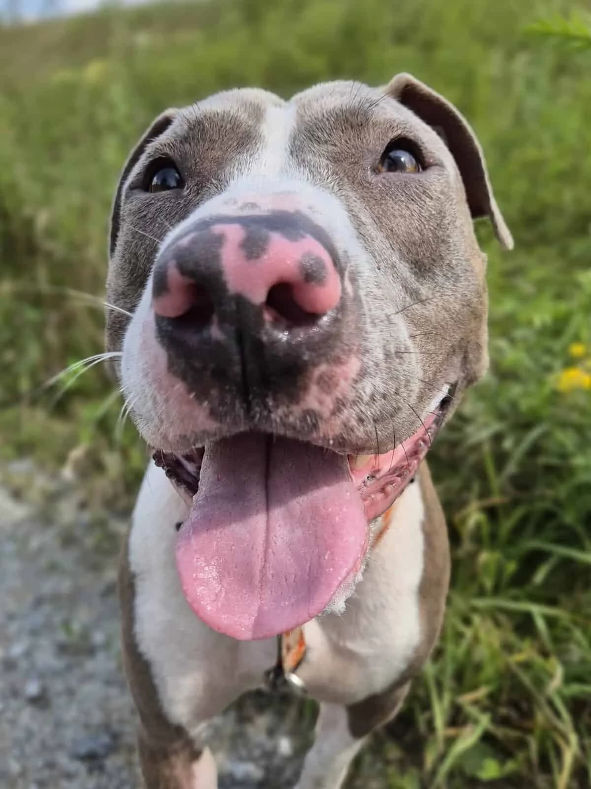 Bajka, Mixed Breed (Fundacja EkoStraż)