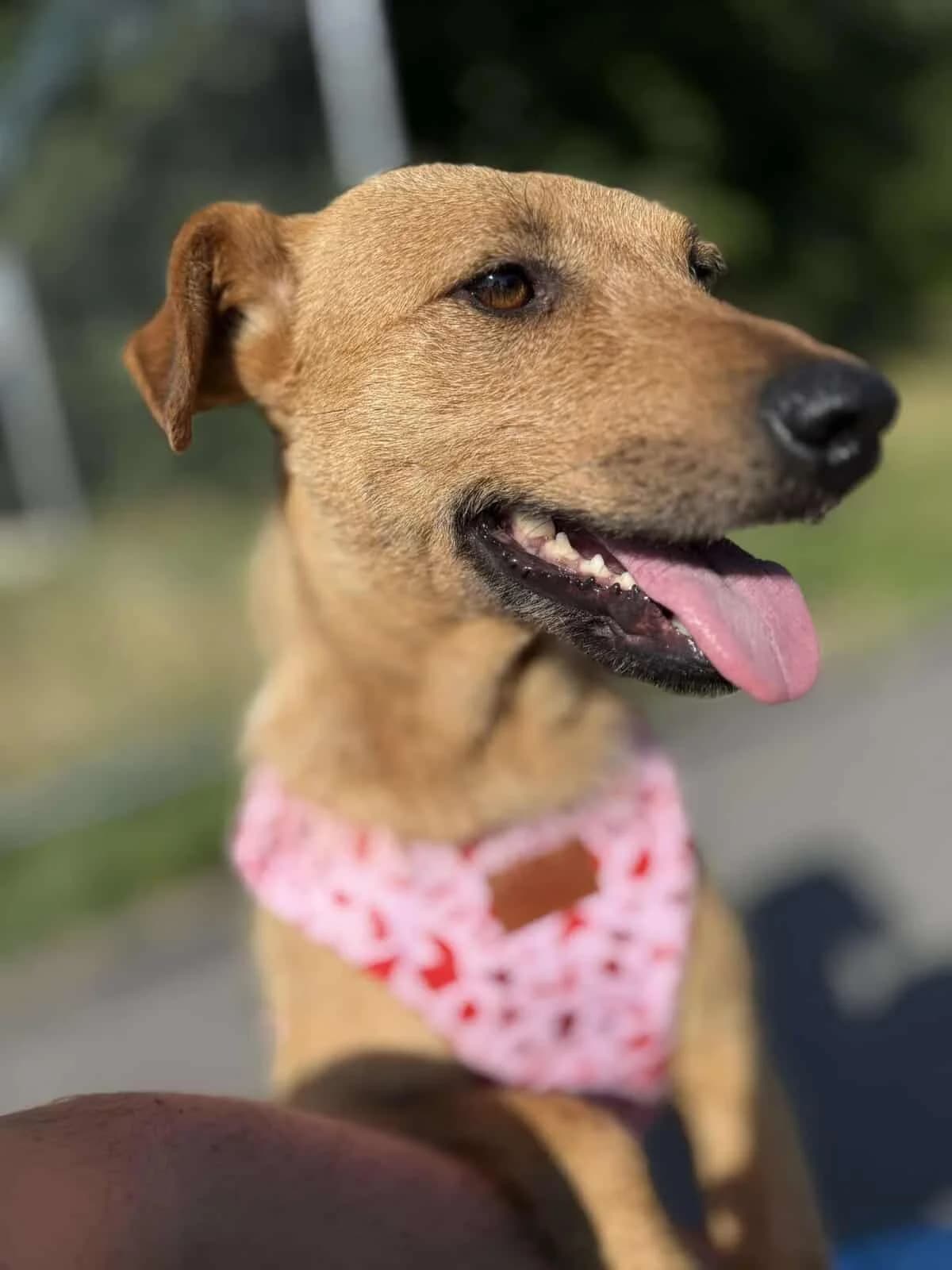Greta, Mixed Breed (Fundacja EkoStraż)