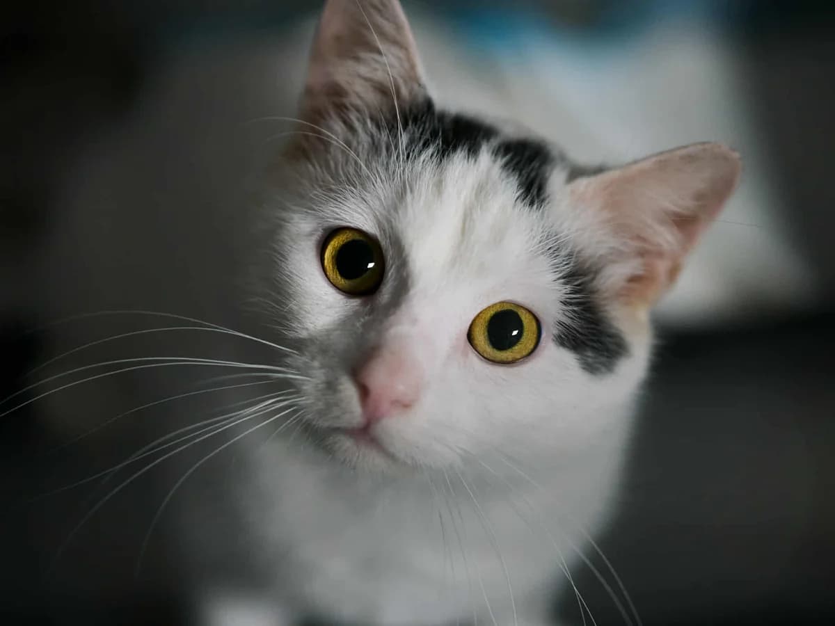 Parszywek, Mixed Breed (Fundacja EkoStraż)