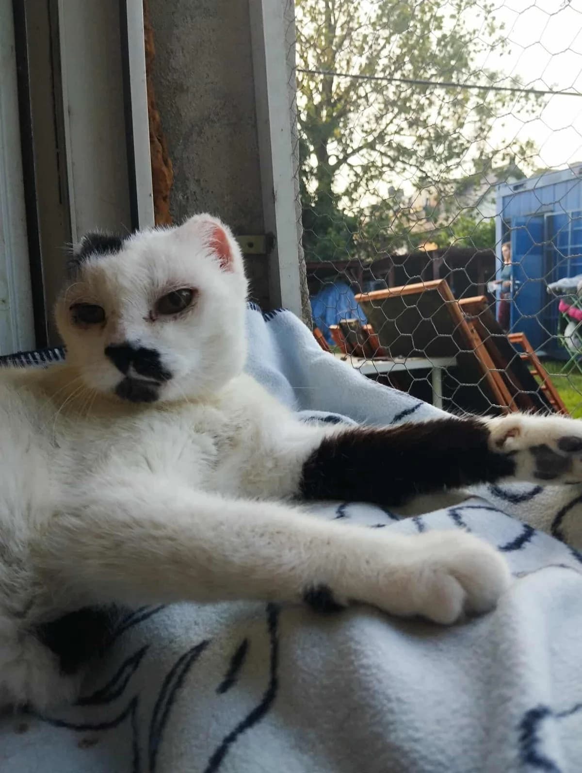 Koksik, Mixed Breed (Fundacja EkoStraż)