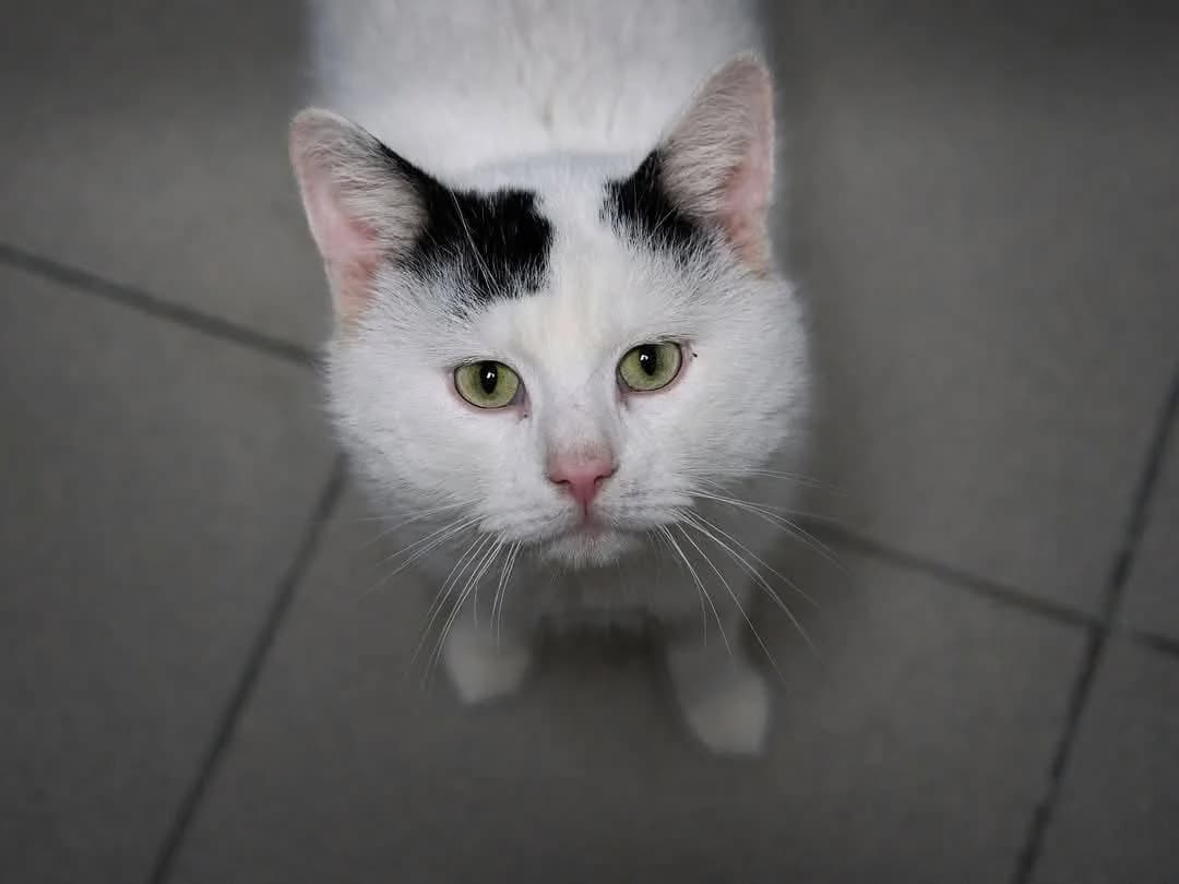 Dante, male 6yo Mixed Breed for adoption at Fundacja EkoStraż, Wrocław