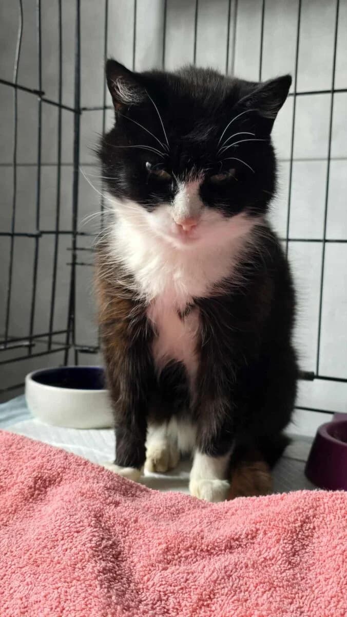 Nun, female Mixed Breed for adoption at Fundacja EkoStraż, Wrocław