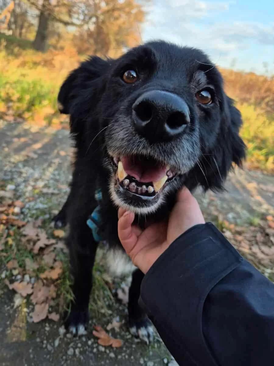 Leon, male 7yo Mixed Breed for adoption at Fundacja EkoStraż, Wrocław