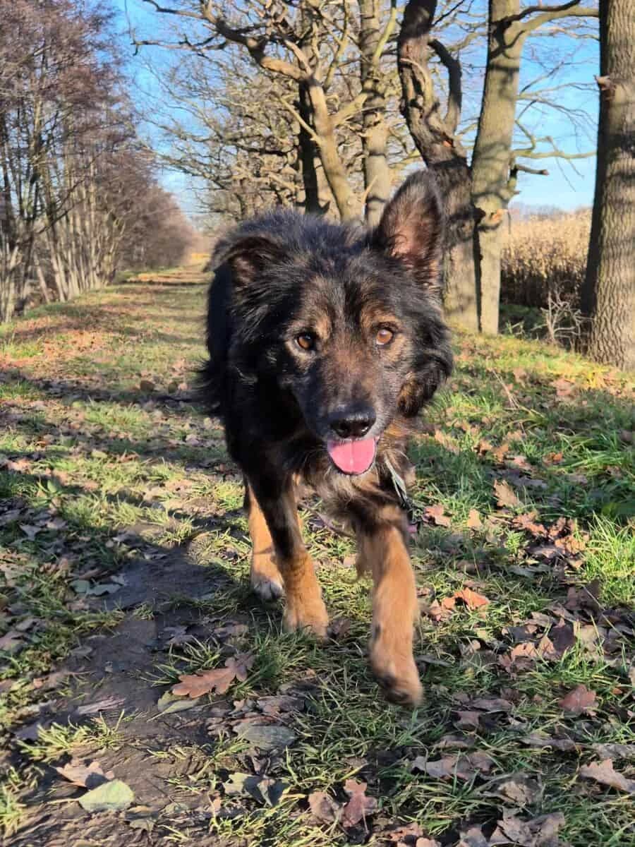 Strupek, male 6yo Mixed Breed for adoption at Fundacja EkoStraż, Wrocław