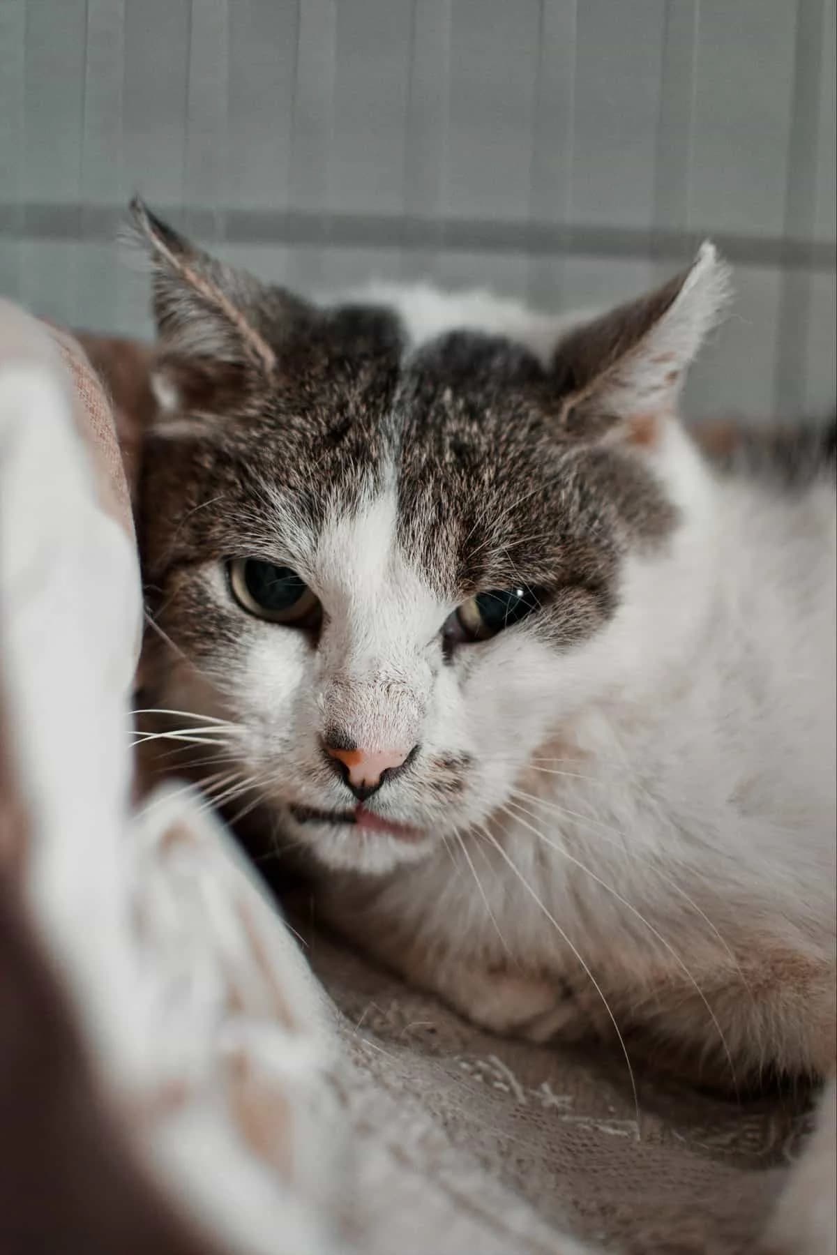 Trakcja, female Mixed Breed for adoption at Fundacja EkoStraż, Wrocław