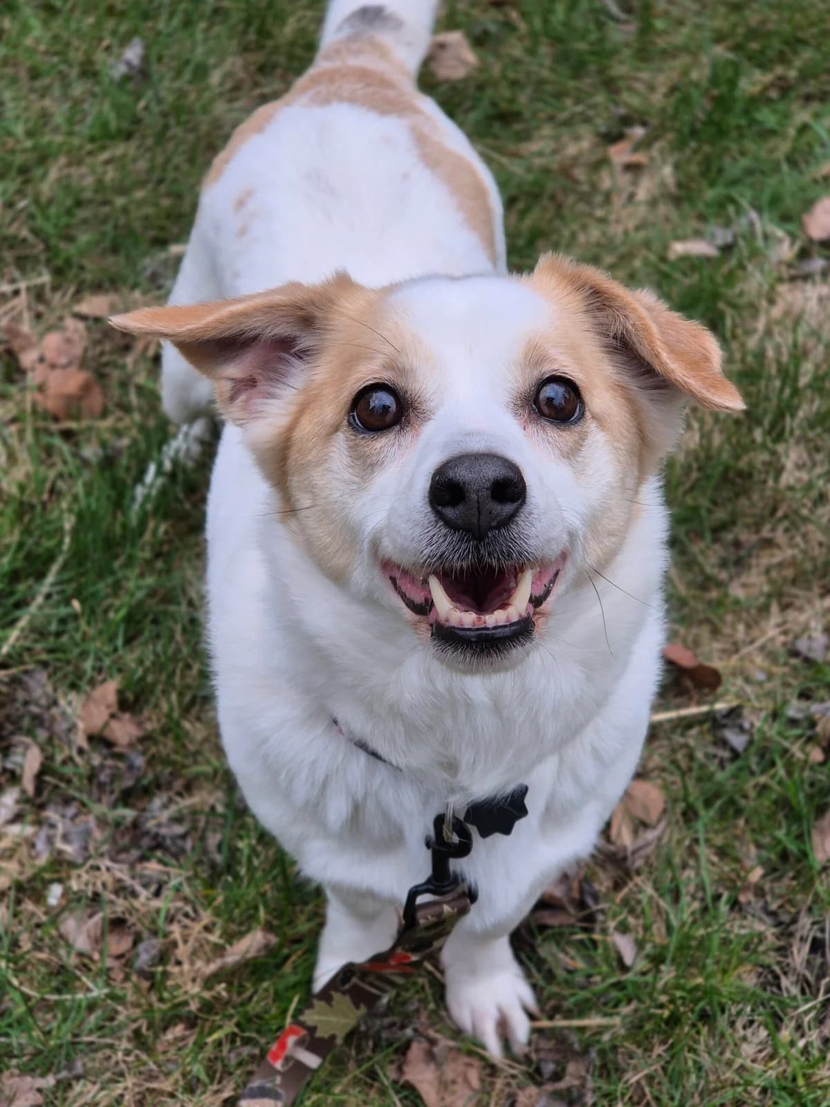 Lucynka, female 7yo Mixed Breed for adoption at Fundacja EkoStraż, Wrocław
