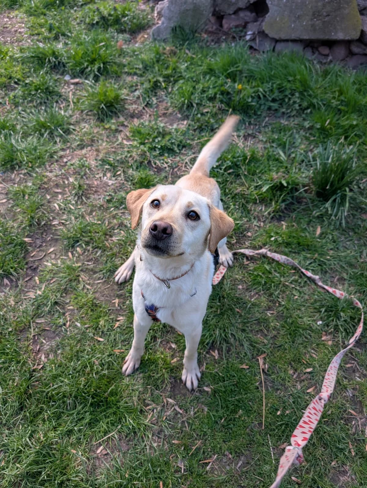Gouda, female Mixed Breed for adoption at Fundacja EkoStraż, Wrocław