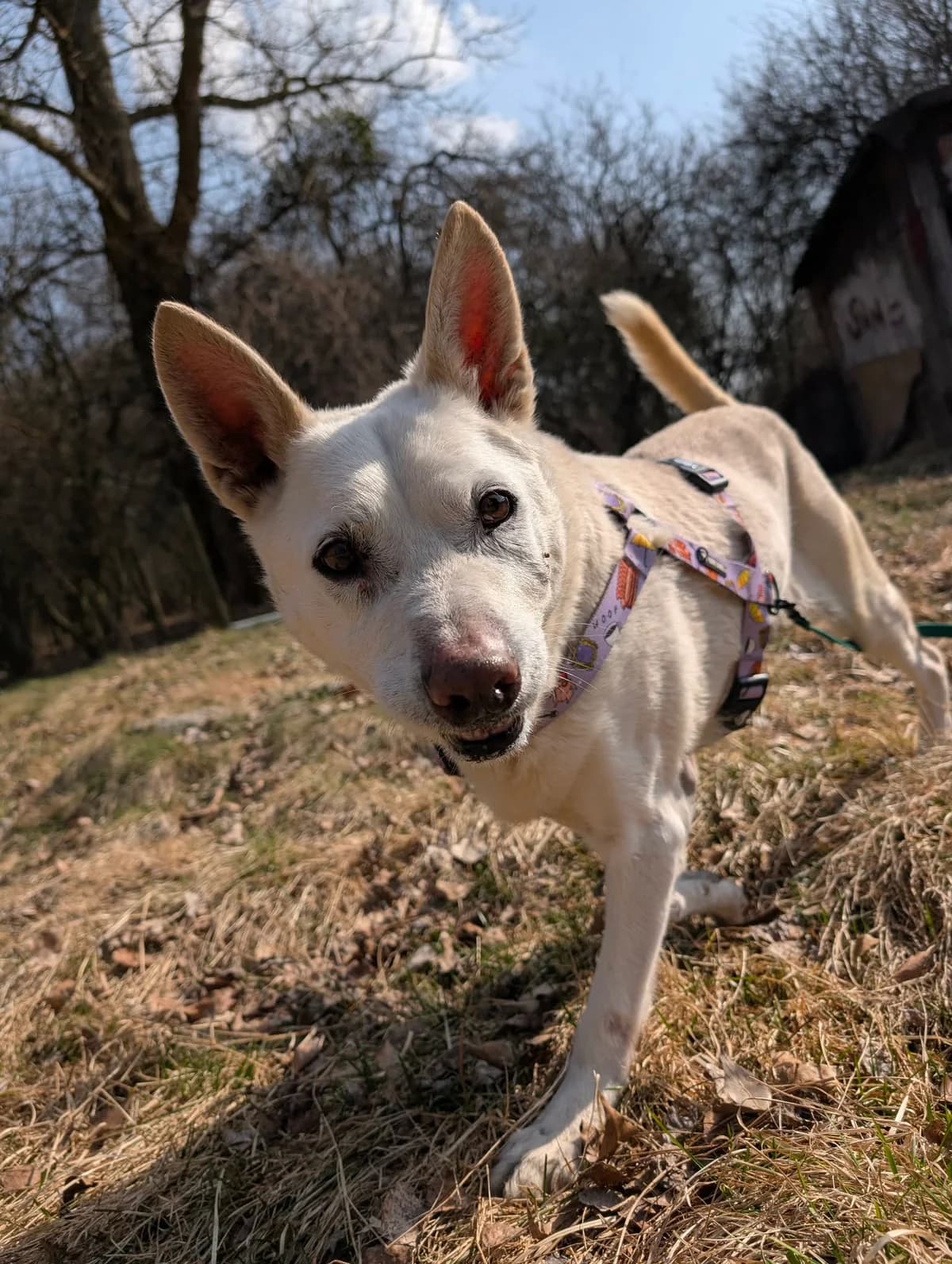 Dyzio, male senior Mixed Breed for adoption at Fundacja EkoStraż, Wrocław