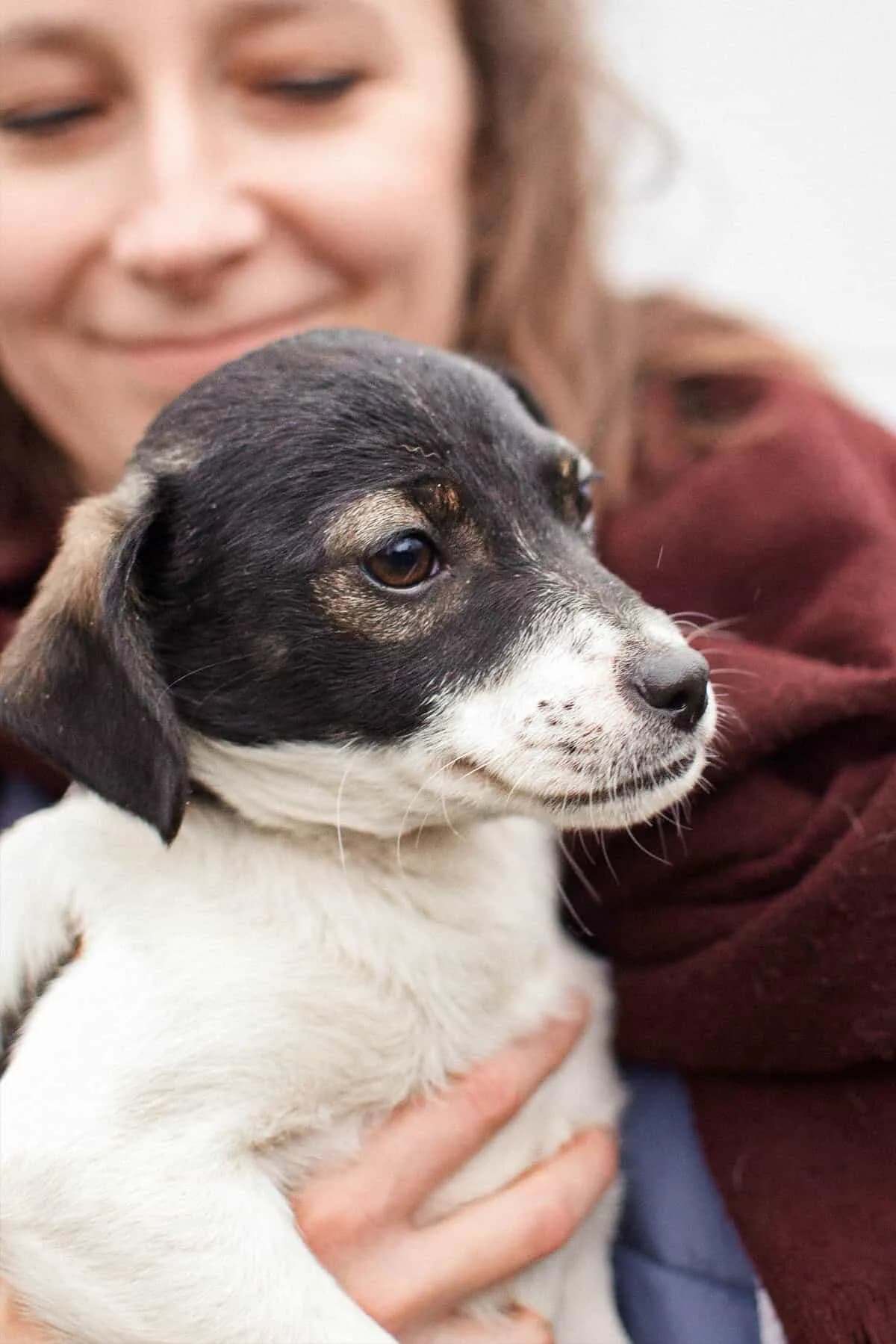 Mini, female puppy Mixed Breed for adoption at Fundacja EkoStraż, Wrocław