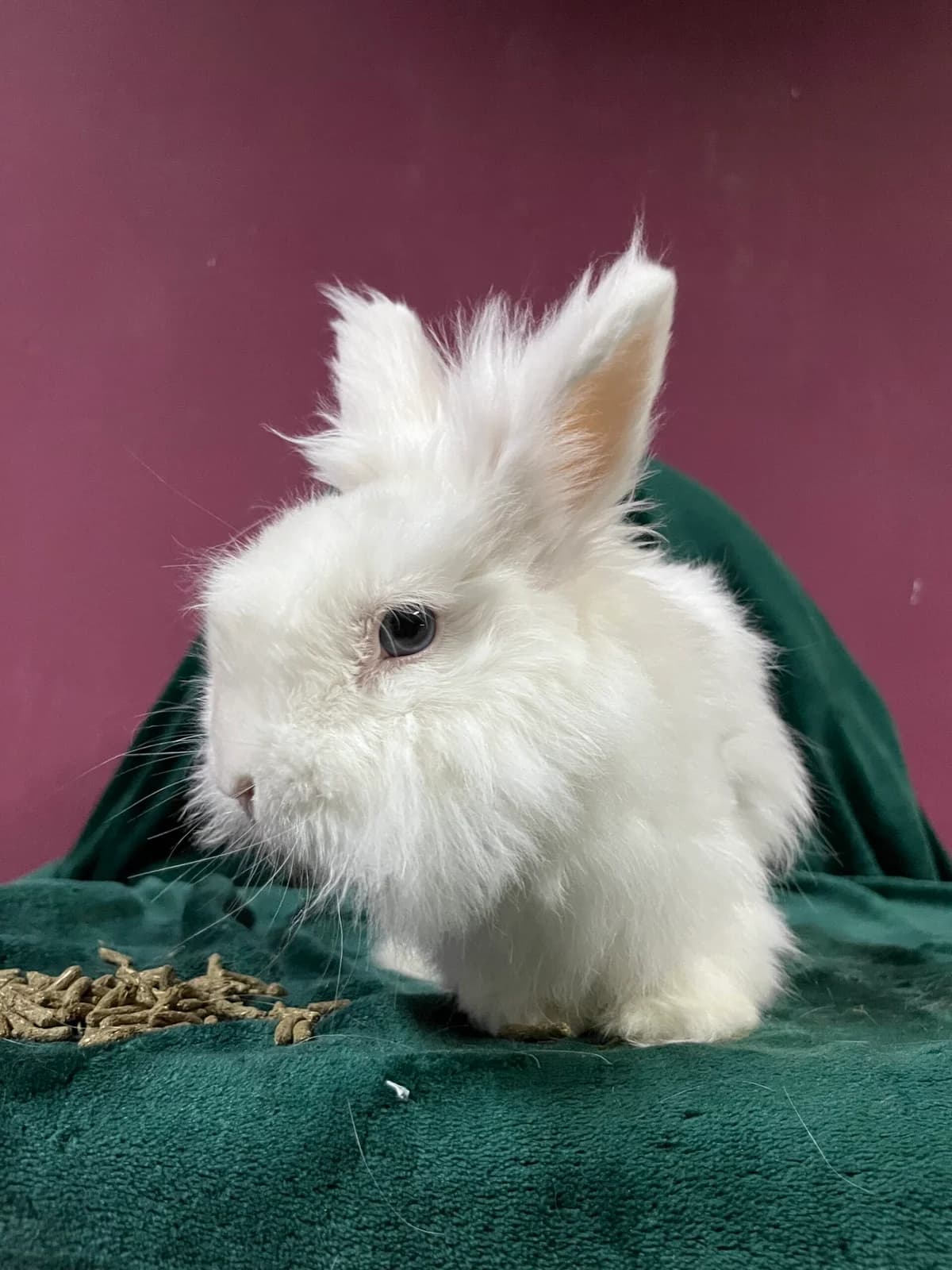 Elvis,  (Fundacja Królewska)