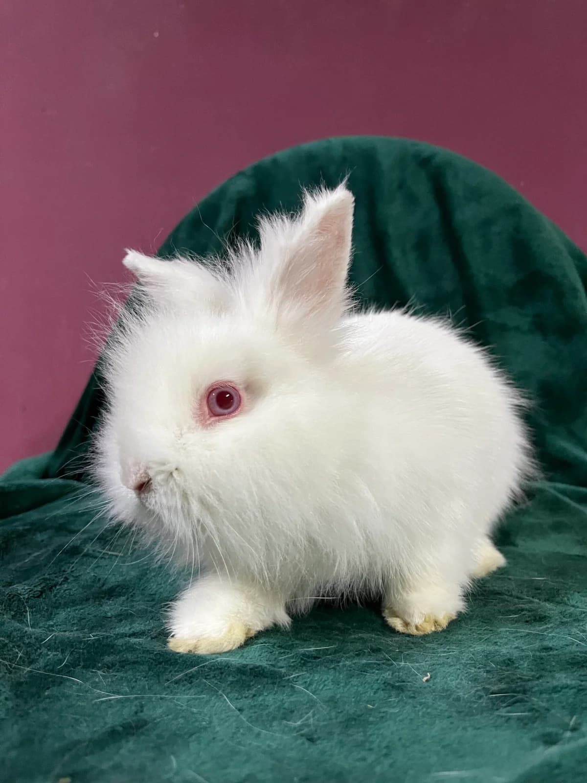 Fifi Maleństwo,  mixed breed for adoption at Fundacja Królewska, Warszawa