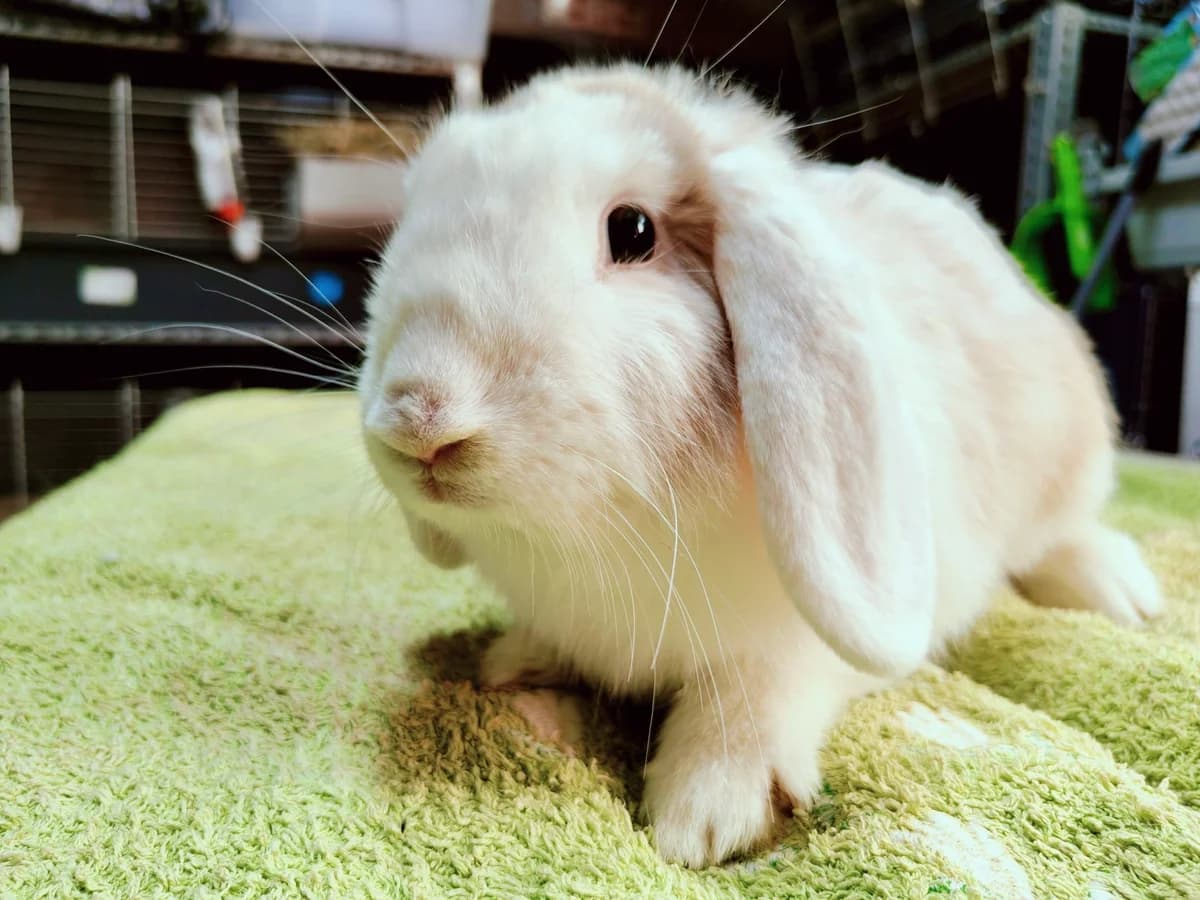 Pysio, mixed breed for adoption at Fundacja Królewska, Warszawa