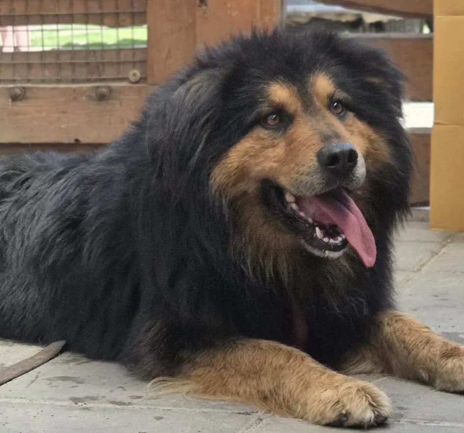 Mastif Tybetański, male Mixed Breed for adoption at Fundacja Medor