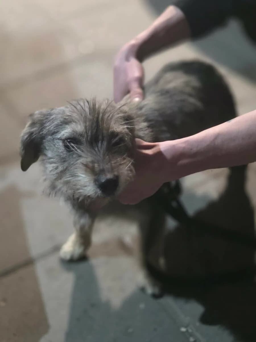 Cyfra Szczeniak, female puppy Mixed Breed for adoption at Fundacja Medor