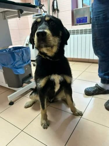 Deser,  Mixed Breed for adoption at Fundacja Medor photo 5