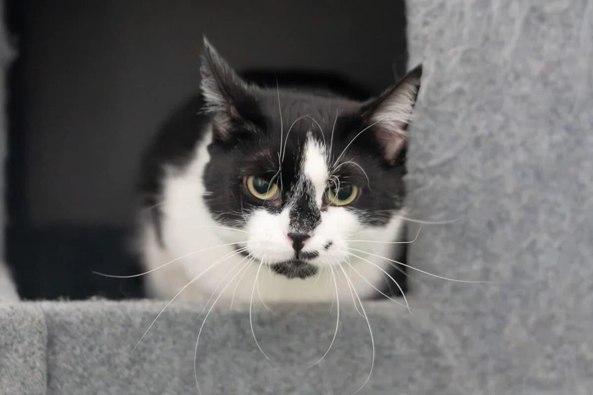 Kocurek Fajer, male Mixed Breed for adoption