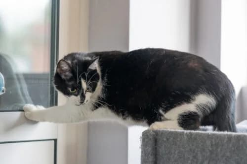 Kocurek Fajer, male Mixed Breed for adoption at Fundacja Medor photo 2