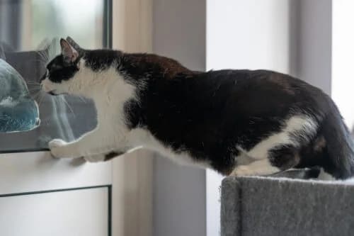 Kocurek Fajer, male Mixed Breed for adoption at Fundacja Medor photo 3