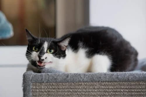 Kocurek Fajer, male Mixed Breed for adoption at Fundacja Medor photo 4