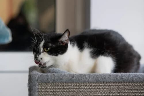 Kocurek Fajer, male Mixed Breed for adoption at Fundacja Medor photo 5