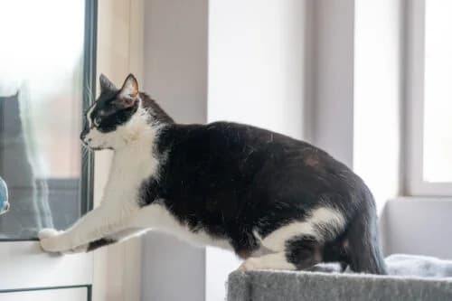 Kocurek Fajer, male Mixed Breed for adoption at Fundacja Medor photo 6