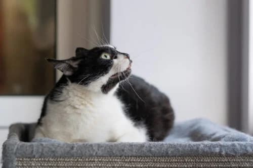 Kocurek Fajer, male Mixed Breed for adoption at Fundacja Medor photo 7