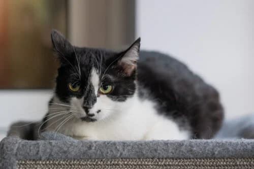 Kocurek Fajer, male Mixed Breed for adoption at Fundacja Medor photo 8