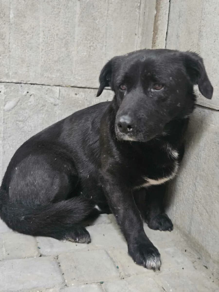 Guzik, male Mixed Breed for adoption at Fundacja Medor