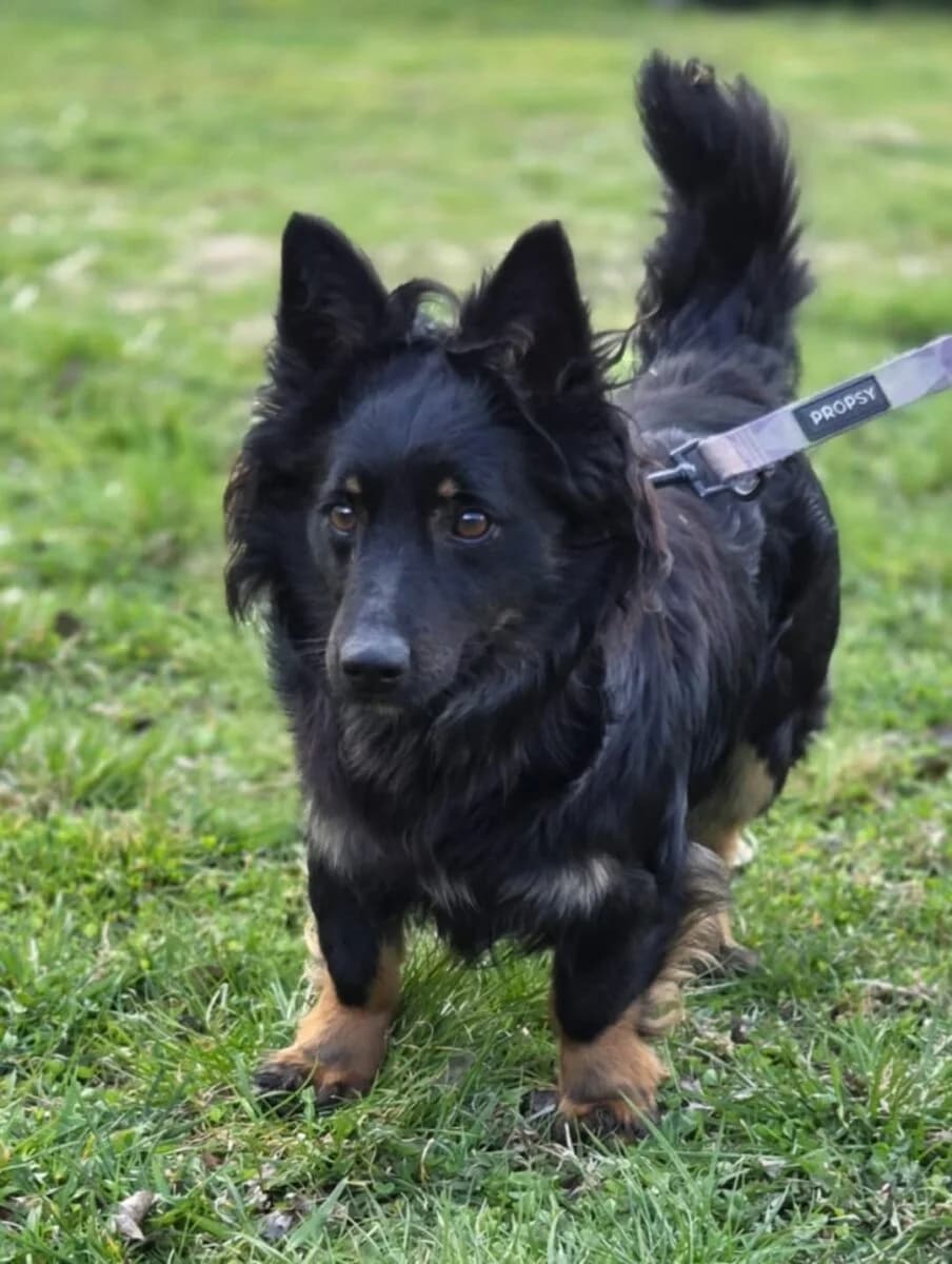 Kielonek, male Mixed Breed for adoption