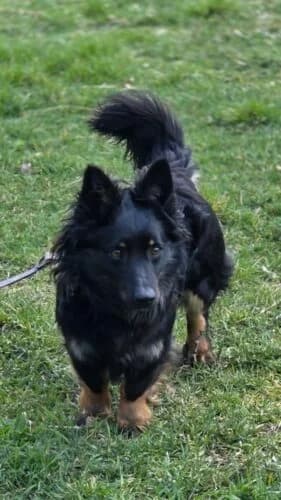 Kielonek, male Mixed Breed for adoption at Fundacja Medor photo 6
