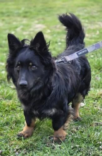 Kielonek, male Mixed Breed for adoption at Fundacja Medor photo 7