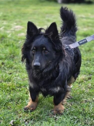 Kielonek, male Mixed Breed for adoption at Fundacja Medor photo 8