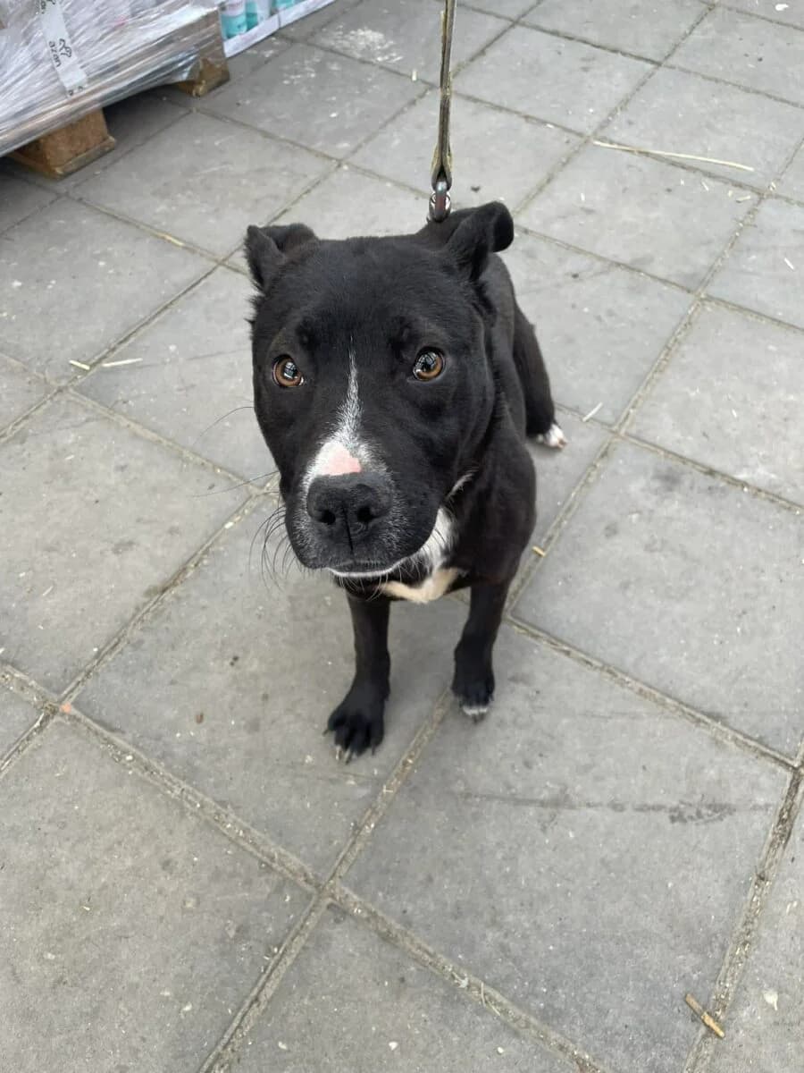 Klima Szczeniak, female puppy Mixed Breed for adoption at Fundacja Medor