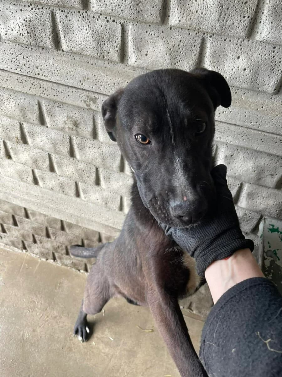 Klimat Szczeniak, male puppy Mixed Breed for adoption at Fundacja Medor