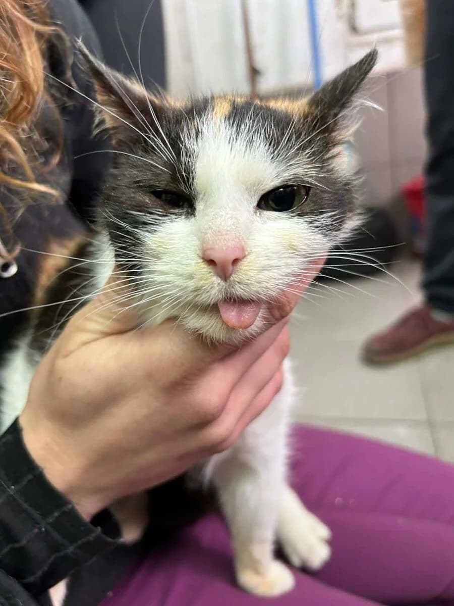 Kotka Zalia, female Mixed Breed for adoption