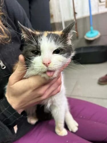 Kotka Zalia, female Mixed Breed for adoption at Fundacja Medor photo 2