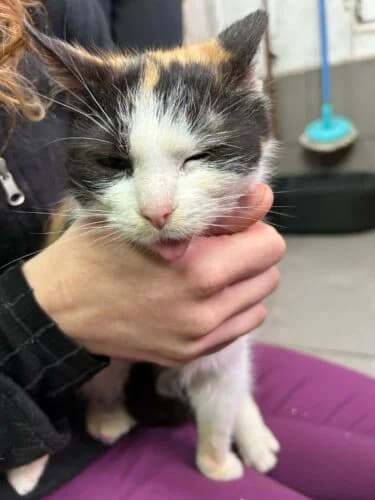 Kotka Zalia, female Mixed Breed for adoption at Fundacja Medor photo 3