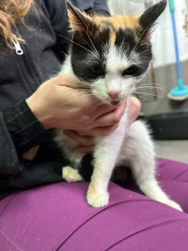 Kotka Zalia, female Mixed Breed for adoption at Fundacja Medor photo 4