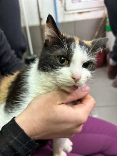 Kotka Zalia, female Mixed Breed for adoption at Fundacja Medor photo 5