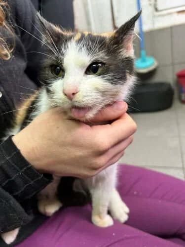 Kotka Zalia, female Mixed Breed for adoption at Fundacja Medor photo 6