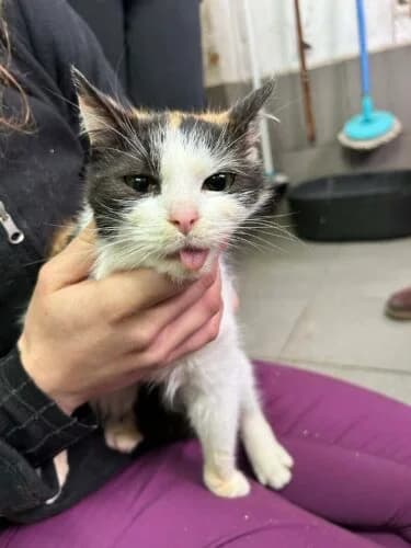 Kotka Zalia, female Mixed Breed for adoption at Fundacja Medor photo 7