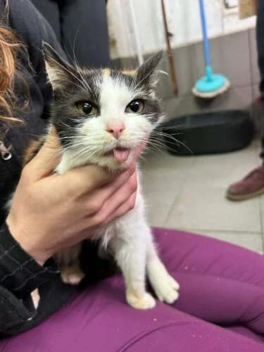 Kotka Zalia, female Mixed Breed for adoption at Fundacja Medor photo 8