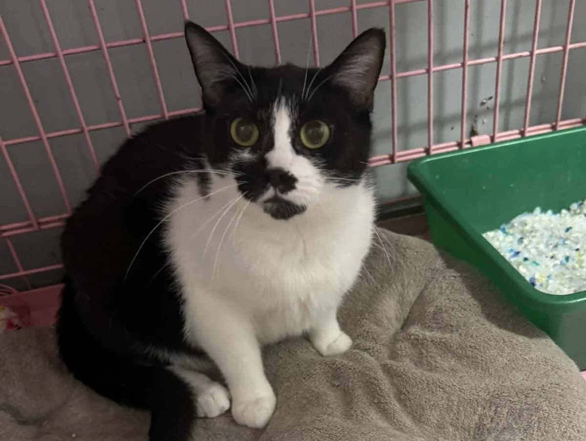 Kotka Zelda, female Mixed Breed for adoption